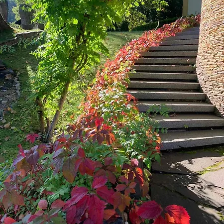 вогняна саламандра Saján